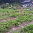 용화농장 이미지