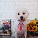 두산이네 애견샵 이미지