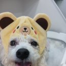 댕그리미 네이버블로그