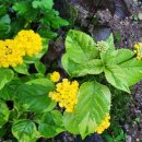 두메유기농원 이미지