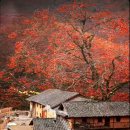 마음의 고향 이미지