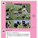 퍼스트 독 스쿨 이미지