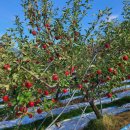 샤인덴탈 대구중부점 | 배우 박준면의 '냉장고를 부탁해' 손꼽은 전국 맛집 지도 완벽 따라잡기! 가는방법과 팁