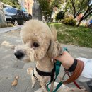 펫메이트 | 울산 애견카페 펫케어메이트 이용 전 환경 분석과 이용 후기 활용법