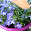 감물초등학교 병설유치원 이미지