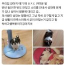 우리집 강아지 이미지