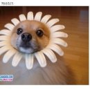 개바라기 이미지