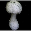 ★척추신경외과/식용버섯과 독버섯의 종류와 모양 이미지