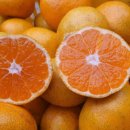 제주 토브 이미지