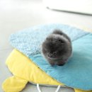 블루퍼피 이미지