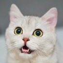 Pope Gregory IX -Cat-Quisition: Killing Cats 이미지
