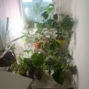 실과바늘 | 실과 바늘과 캐슈넛 가디건 ᭄᭡