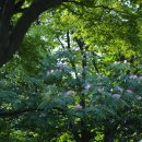 자귀나무 꽃 이미지
