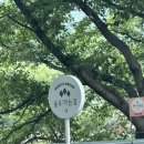 우리밀밭 | 하동 핫플 신상 카페 ‘숲속’ 진한 녹차 밭 뷰 방문 후기