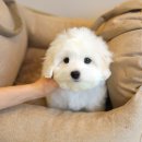 퍼피로운 이미지