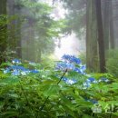 사계 돌담숲 이미지