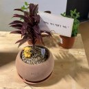 드립주드릭 이미지