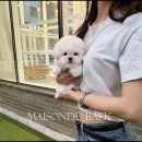 펫스타일 이미지