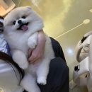 반려동물 무료촬영 더메인스튜디오 홍대점 후기...ಥ_ಥ