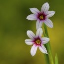 꽃이야기 이미지