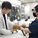 강북동물병원 이미지