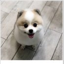 진접애견미용 이미지