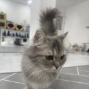 냥이의하루 카페.분양 이미지