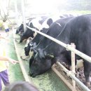 아침미소농장에 있는 젖소들에게 여물주기활동!^^* #2 이미지