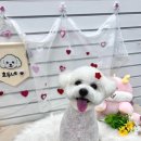 동양유치원 | 안산 애견미용 후기 ✂️ 두부가 다니는 호두네 맡겨보개