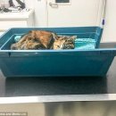 (사)향기 이미지