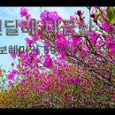 진달래 대금산(5)＜유투브동영상＞ 이미지