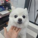 러블리 멍멍이 이미지