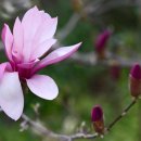 피고지고 이미지