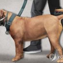 스태퍼스