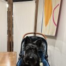 바오펫살롱 이미지