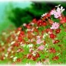 회생약국 이미지