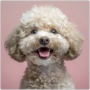 블리독인천부평점강아지분양 말티푸 미니비숑프리제 포메입양 | 인천강아지분양, 블리독 인천부평점에서 만난 소중한 인연~