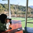 경기도 안성시 보개면사무소 | 안성 아이랑 가볼만한곳 대형 잔디가 있는 소나무카페,보개면카페추천