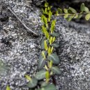 고원아파트 이미지