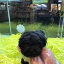 멍멍이냥 강아지분양 이미지