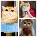 골든키티캐터리 이미지