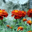 송학3리경로당 이미지