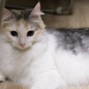 블루드라이어드 이미지