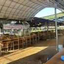 우량한우 이미지