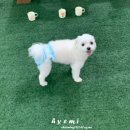 부산애견카페122