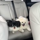 스텔라 달 마레 이미지