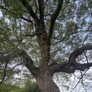 강주문화마을영농조합법인 | [전북] 2025, 변산반도 … 10. (익산) 성당포구