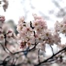 봄, 희망의소리 이미지