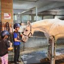 태백승마클럽 이미지