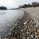 완도 맹선리 상록수림 이미지